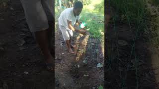 Growing cucumber on the trellispaano gumawa trellis ng pipino shorts backyardgarden cucumber [upl. by Naginnarb]