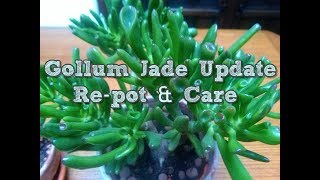 Crassula Gollum Jade plant Update Repot and care [upl. by Ezra181]