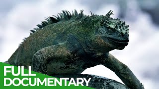 Vanishing Dragons  The Sad Fate of the Galapagos Iguanas  Free Documentary Nature [upl. by Ahusoj]