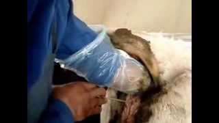 Artificial insemination in dairy cow [upl. by Nnayr293]