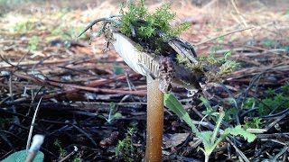 Seta de caña comestible Melanoleuca Melaleuca 2016 [upl. by Assiled]