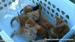 Basket of Meowing Kittens [upl. by Placido]