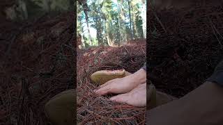 🍄Boletus pinicola🍄 boletuspinicola boletus mushroom micollizacion vida elbierzo naturaleza [upl. by Oap]