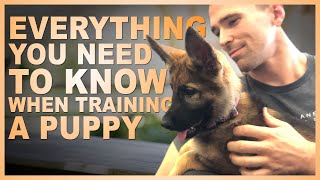 Everything You NEED TO KNOW When Training Your PUPPY [upl. by Aneloc]