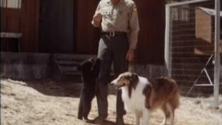 Lassie  Episode 422  quotLassie Baits a Bearquot  Season 13 Ep 5  10091966 [upl. by Claybourne]