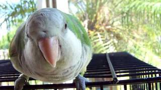 Quaker Parrot Talking quacking like a duck being cute [upl. by Adnylem]