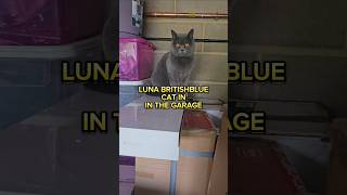 Luna Britishblue Shorthair Cat in the garage Cat britishblue shorts [upl. by Arataj]