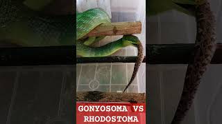 PERT4RUNG4N GONYOSOMA VS RHODOSTOMA [upl. by Bonnee313]