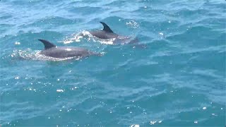 Skipjack Sailing 63 Fort Pierce to the St Johns River 200 nm [upl. by Ogaitnas]