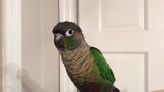 Green Cheek Conure Making Noises [upl. by Nolak291]