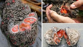 Pyura Chilensis Sea Creature Looks Like quotGrey Stonequot But Inside A Delicacy in Chile [upl. by Narmis]