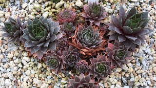 SEMPERVIVUM SUCCULENTS CARE When Do I Pull Dead Leaves COLD HARDY PLANTS 2018 [upl. by Kimble]