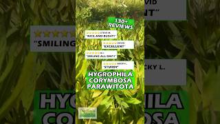 ⭐️⭐️⭐️⭐️⭐️ Customer Reviews  HYGROPHILA CORYMBOSA PARAWITOTA RUGGED [upl. by Eidnil]