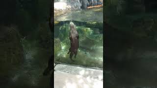 Otters at the Florida Aquarium Tampa [upl. by Einon]