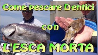 Trabucco TV  Pesca in Mare  Traina con il morto [upl. by Nhepets]