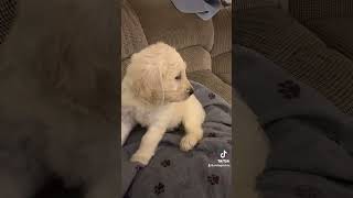 6 week old Goldendoodle puppygoldendoodleschanel [upl. by Georgina]