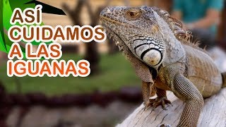 Las consecuencias de tener una iguana como mascota [upl. by Miun]