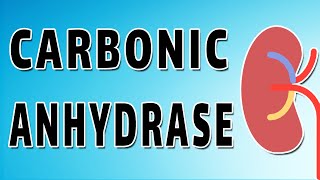 Carbonic Anhydrase and Bicarbonate Reabsorption [upl. by Safier]