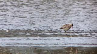 Rosse Grutto 1e winter foerageert  Neterselse Heide 2992024 [upl. by Zackariah]