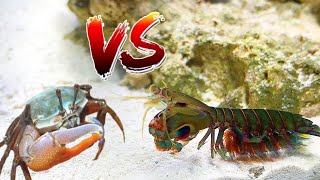 GIANT PET MANTIS SHRIMP VS CRAB EPIC Battle ROYALE [upl. by Minnaminnie268]