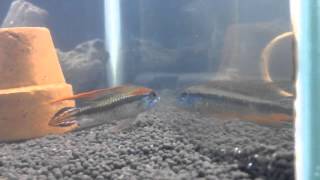 Apistogramma Agassizii Tefe Vs Alenquer By เกิ๊กก๊ากApisto [upl. by Nodgnal]