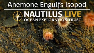 Anemone Engulfs Isopod  Nautilus Live [upl. by Ikceb]