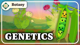 What Do Pea Plants Have To Do With Your Eye Color Mendelian Genetics Crash Course Botany 10 [upl. by Amo]