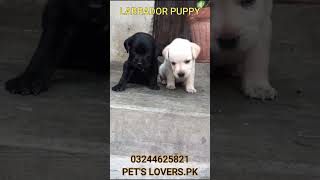 Labrador Puppy l Pets LoversPk labradorlovers [upl. by Chemash669]