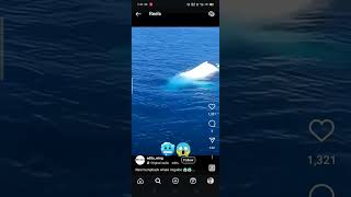 Rare humpback whale migaloo😱🥶 [upl. by Ognimod]