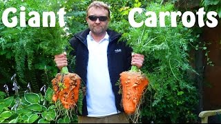 Allotment Diary  Planting the Giant Carrots in the Polytunnel [upl. by Mmada]