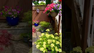 My container garden area in September 💚❤️💙 containergarden japanesemaple Containergardening [upl. by Areik818]