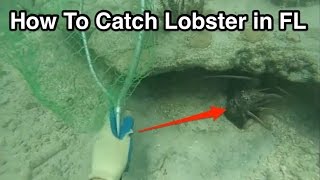 How to Catch Lobster in the Florida Keys While Snorkeling [upl. by Asirehc]