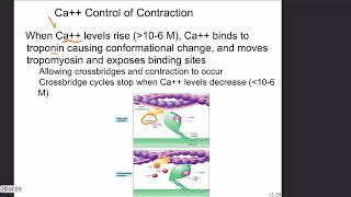 Skeletal Muscle Anatomy and ExcitationContraction Coupling [upl. by Greenwell]