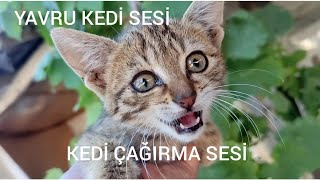 Gerçek Kedi Sesi Kedi Sesi Kedi Çağıran Ses Yavru kedi Sesi [upl. by Lowe854]