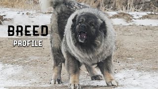 WOLF KILLER Russian Prison Dog  The Caucasian Shepherd Dog ALL WE KNOW ABOUT [upl. by Nitsua634]