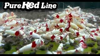 Pure Red Line PRL [upl. by Daisie]