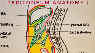 Peritoneum anatomy  med tutorials [upl. by Yrrehs458]