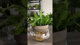 Leaf Propagate Christmas Cactus in Soil [upl. by Acinomed]