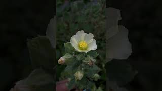 Flowers amp predators of pollinators in Sida cordifolia near Mahanadi river medicinal mahanadi [upl. by Aihseym]