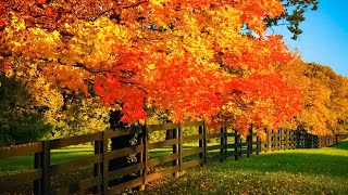 Beautiful Relaxing Music  Soothing Autumn Melodies Mindful and Peaceful Piano Instrumental Music [upl. by Malet]