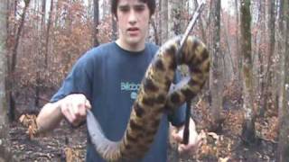 Brandons Herp Adventures Eastern Cottonmouth [upl. by Lotsirb]