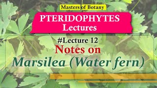 Lecture 12  Marsilea Water fern Life Cycle  Pteridophyta Lecture Notes [upl. by Gabriel]