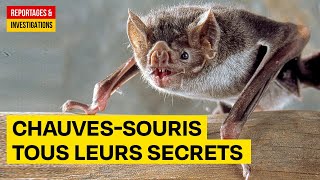 Chauvessouris Lanimal qui fait le plus avancer la science  Documentaire Animalier HD AMP [upl. by Arehahs445]