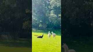 Llama southamerican camelid shortvideo scotland [upl. by Hanikahs]