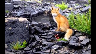 Reportage photo 2015 à Pralognan la Vanoise [upl. by Suoivatnod]