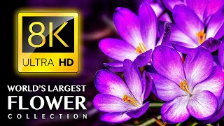 Top 10 Most Beautiful Flowers Collection in the World  8k video [upl. by Tezil443]