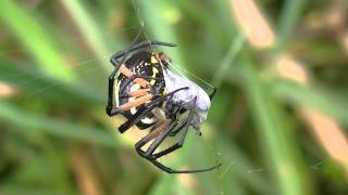 Giant Argiope Aurantia vs Japanese Beetle [upl. by Jochbed54]