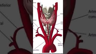 🤔Arteria tiroidea Ima Carótida externa ⬆️⬆️ anatomia estudiantedemedicina carotida [upl. by Wehttam885]