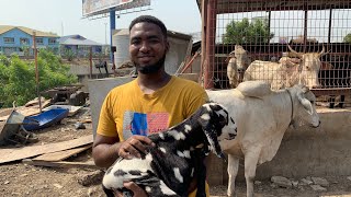 How a Student Became the Best Cattle Farmer in Ghana at 20 [upl. by Nnaasil]