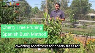 Cherry tree pruning using the Spanish Bush method [upl. by Gnues]